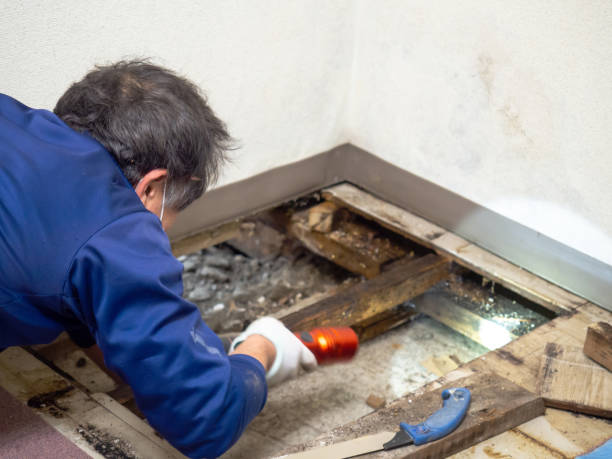 Best Mold Remediation  in Roseville, MI