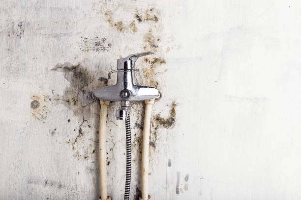 Best Mold Removal Near Me  in Roseville, MI