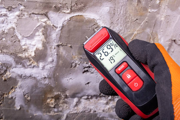 Best Home Mold Removal  in Roseville, MI