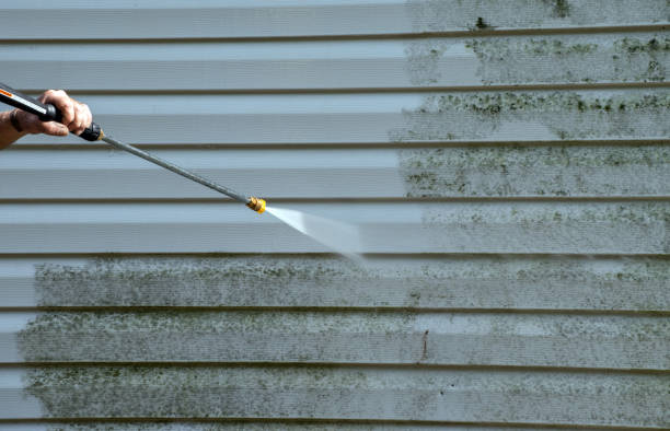 Best Mold Damage Repair  in Roseville, MI