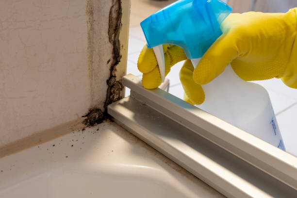 Best Attic Mold Removal  in Roseville, MI