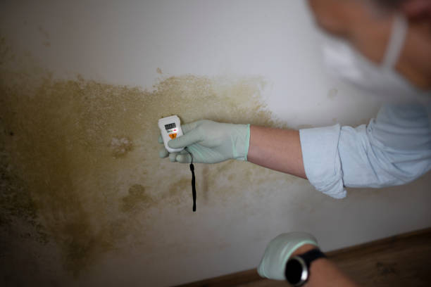 Office Mold Removal Services in Roseville, MI
