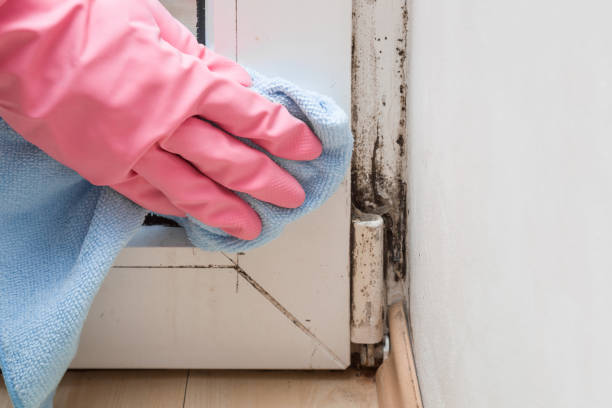 Crawl Space Mold Removal in Roseville, MI