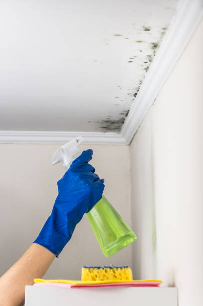 Best Mold Removal Company Near Me  in Roseville, MI